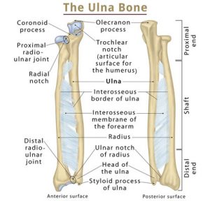 Shaft Radius / Ulna – Shiroya Orthopedic Hospital